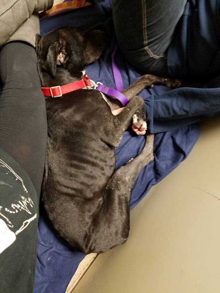 Santa Barbara County Animal Care Foundation Jackson needs our help!