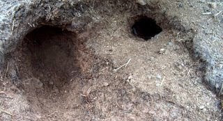 Mengapa Kelinci Membuat Lubang di Tanah - Beternak Kelinci