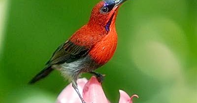 Berbagai Macam Jenis Burung Kolibri Terlengkap