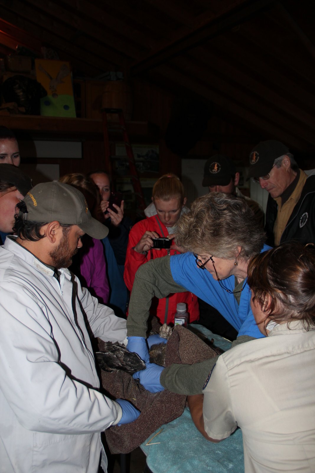 Bird Treatment and Learning Center: A Visit to Alaska Wildlife