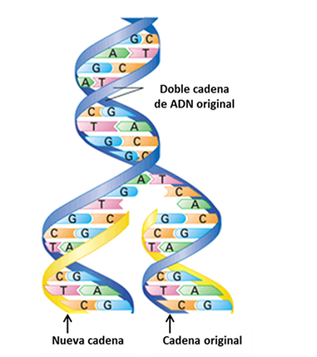 Y UN GRAN PASO LA Descifrando el genoma humano - Cristian Cabrera