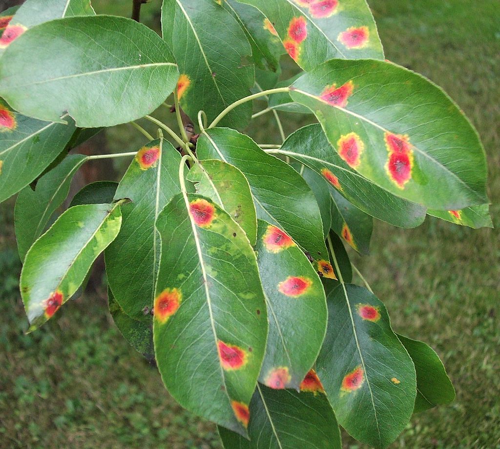 Breuillet Nature Les poiriers (Pyrus communis) Breuillet Nature Les poiriers (Pyrus communis)