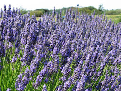 Lavender