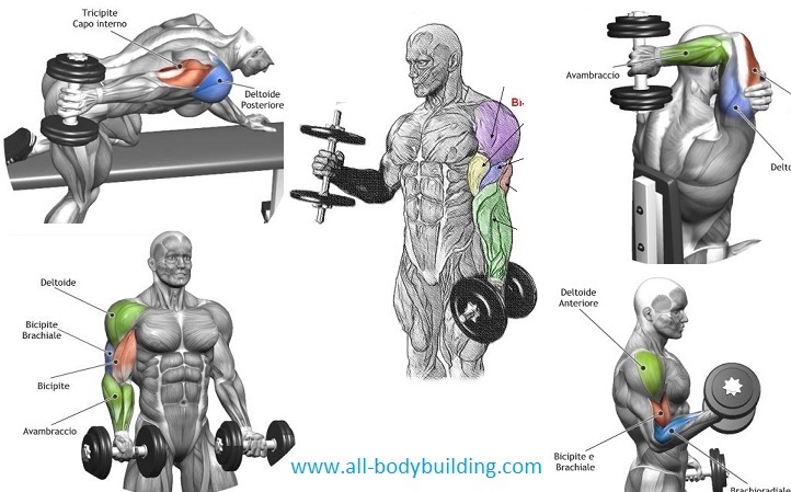 Top 4 Dumbbell Exercises For Arms ~ multiple fitness