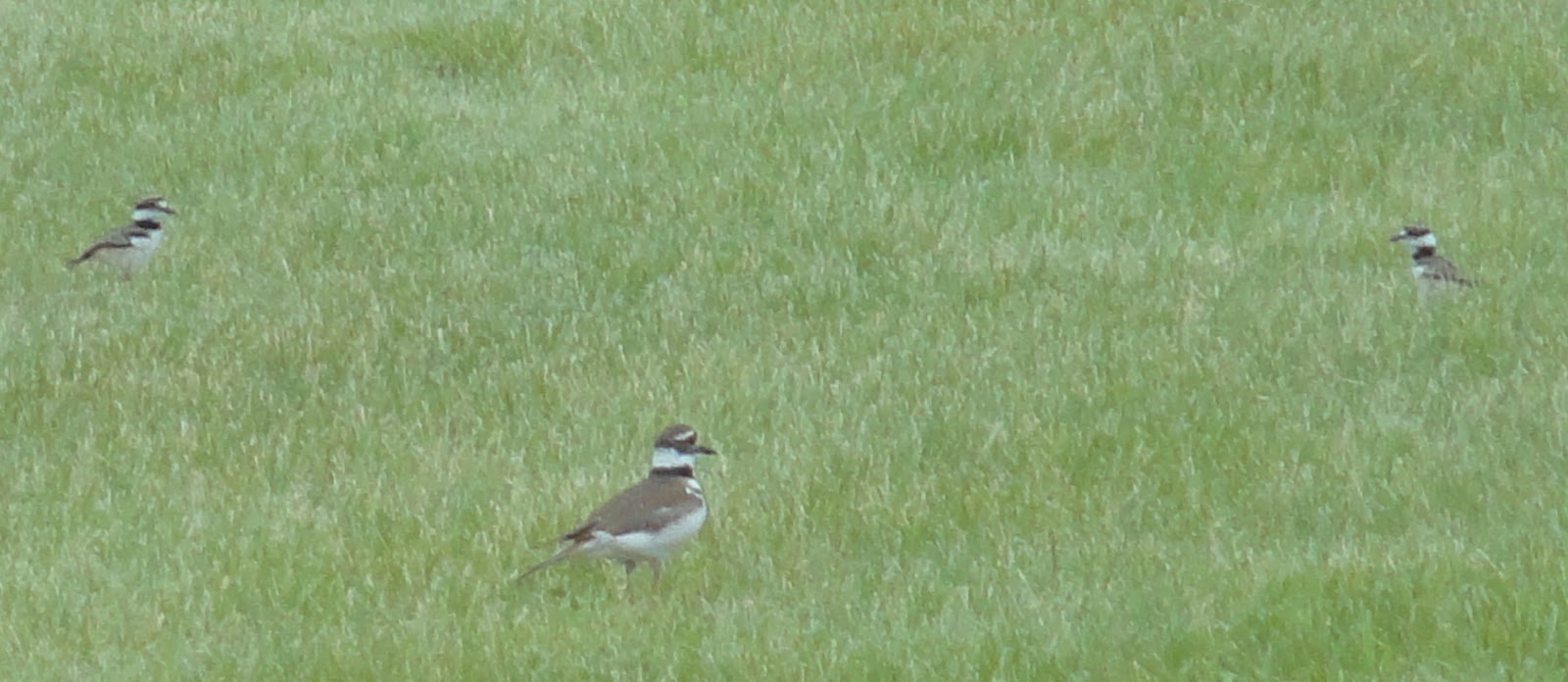 Birds in Your Backyard Killdeer Family
