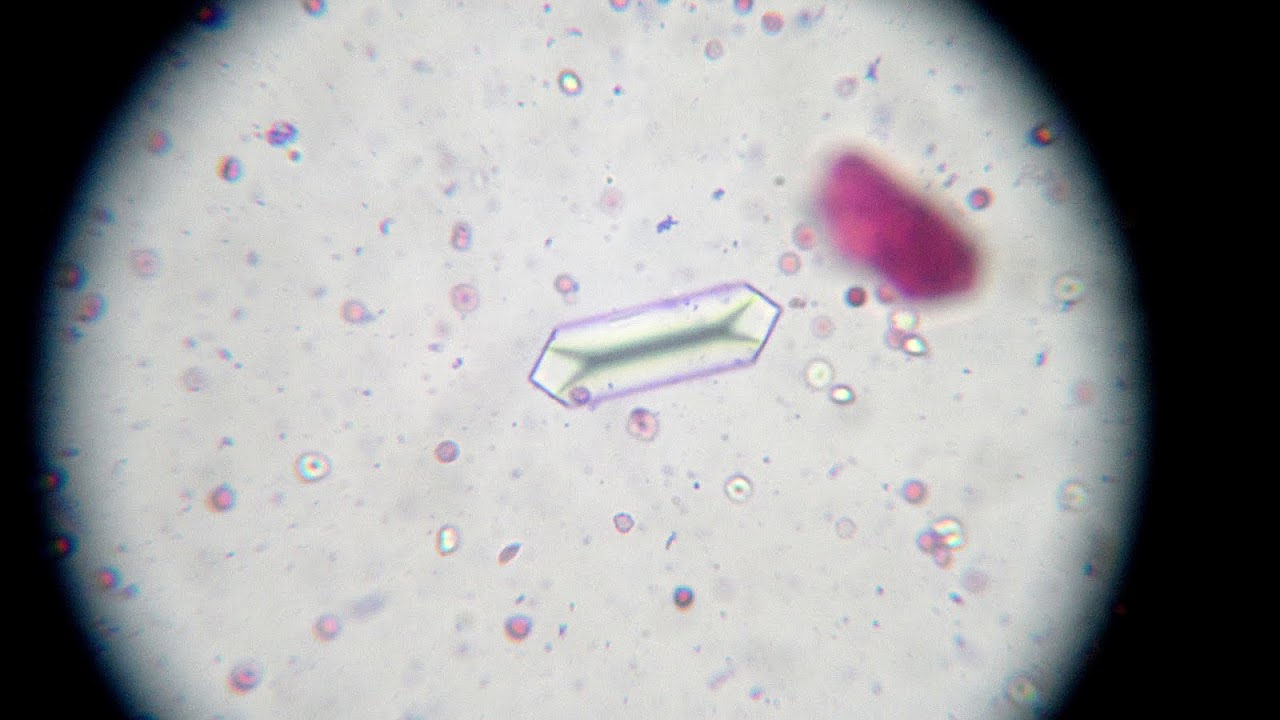 Feline lower urinary tract disease Cat Cat Choices