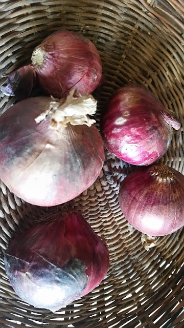 Freshly picked red onions from the garden on a rattan plate