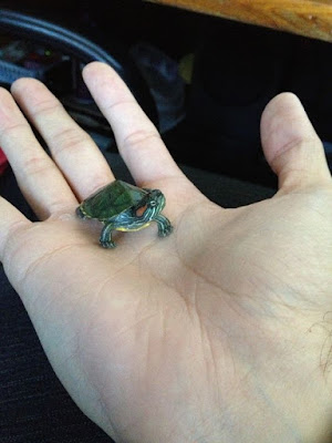 Baby Red Eared Slider on Human hand