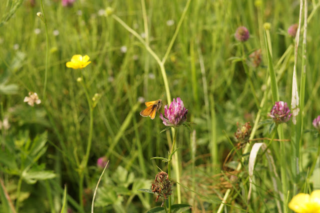 butterflies in Norfolk in summer 2017