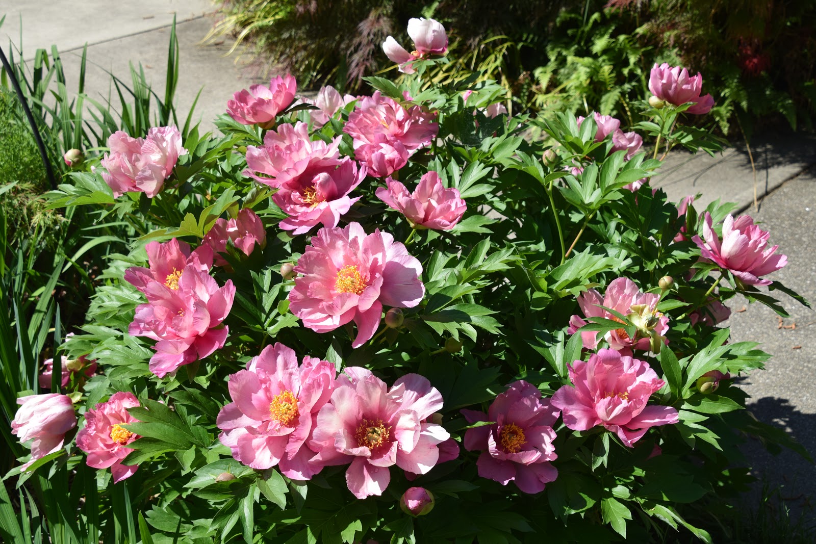 Пион Пинк Фото И Описание – Telegraph