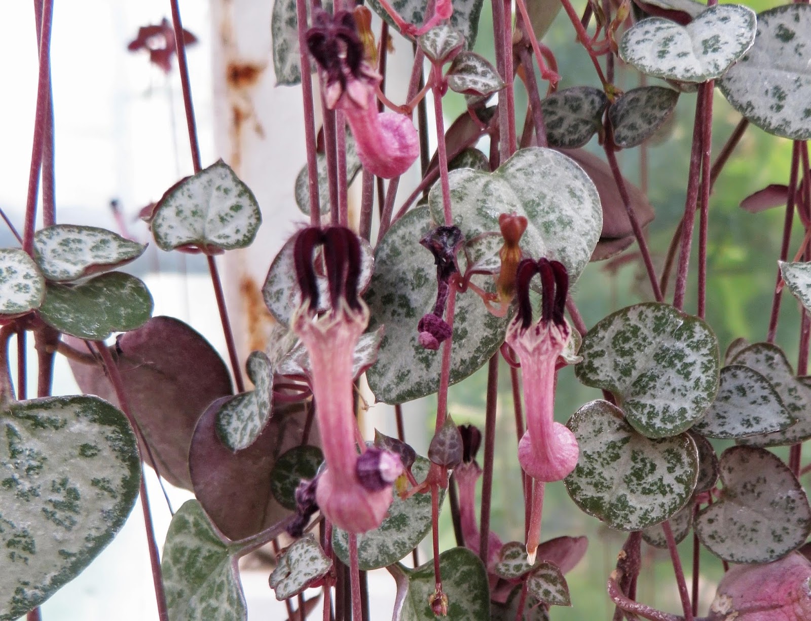 plant-world-ceropegia-woodii