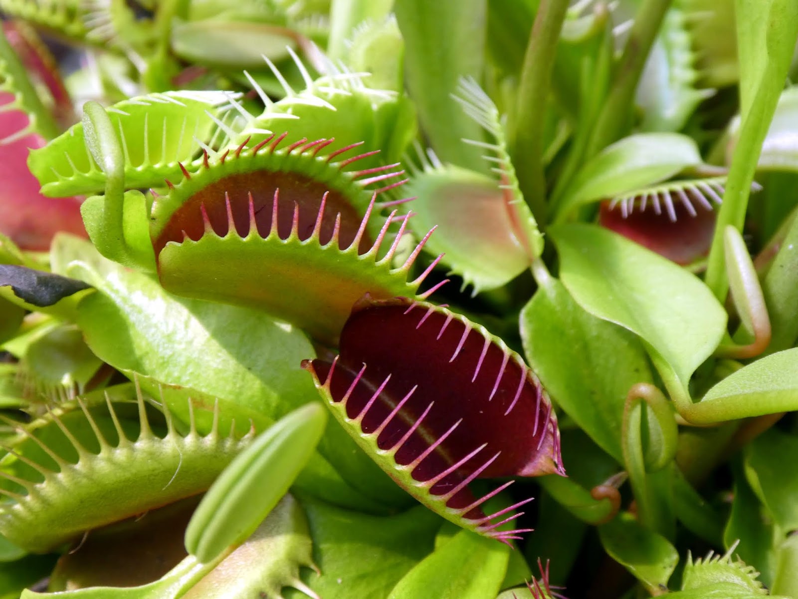 広島市植物公園ブログ 虫を食べる 食虫植物展開催中 8 19
