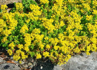 Pampajaritos (Sedum acre)flor amarilla