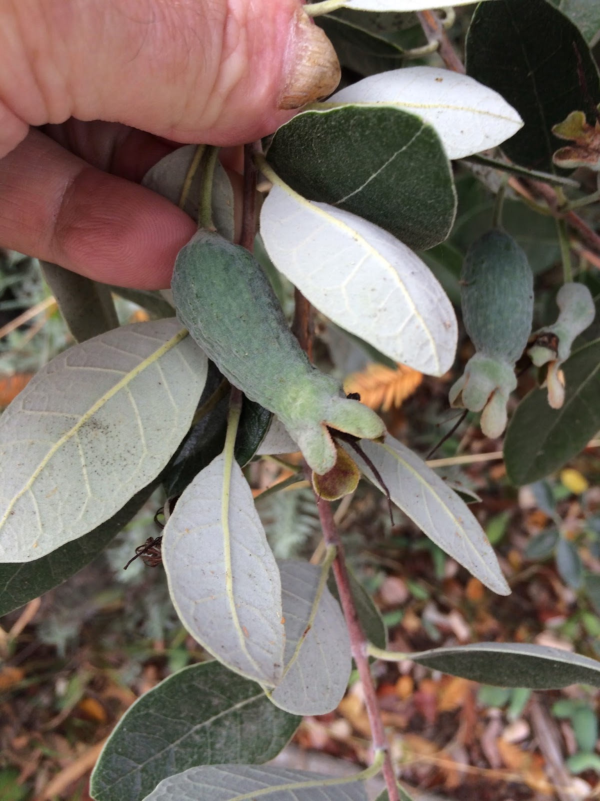 Trees of Santa Cruz County Acca sellowiana Pineapple Guava