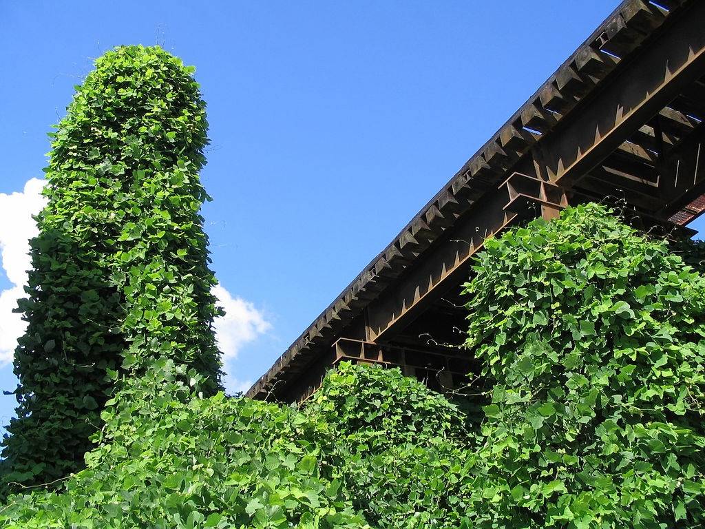 The Day of the Kudzu Kuriositas