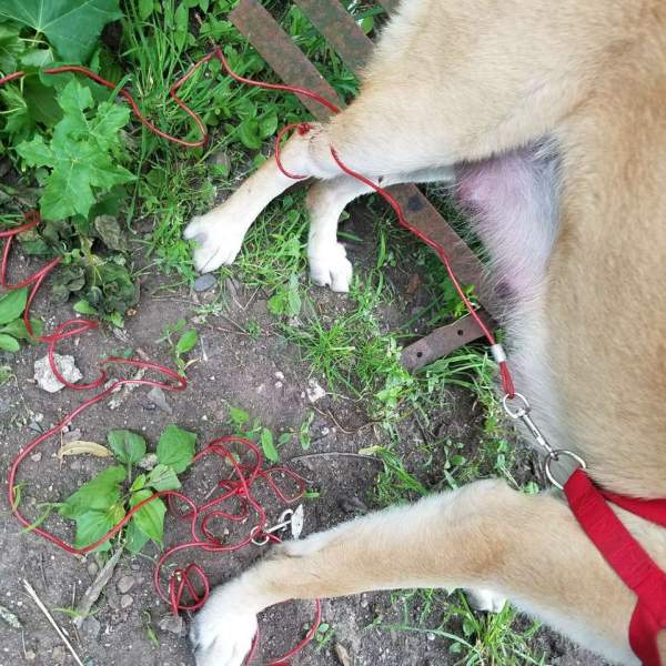 . Dog Tied Up In Woods With No Water, No Food, Left To Suffer!