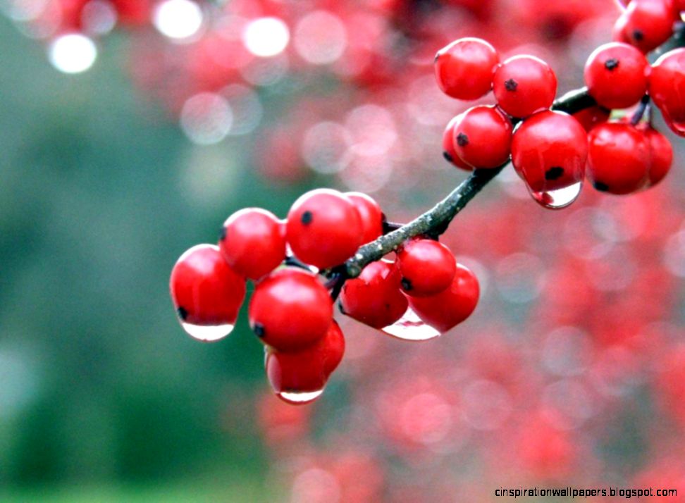 Desktop HD wallpaper 3d full screen flowers