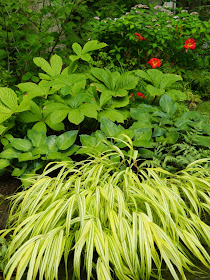 Layers of perennials and shrubs in a Toronto shade garden by garden muses-a Toronto gardening blog