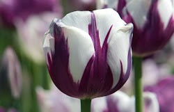 purple tulip tulips flower rainbow hope plant patch garden story