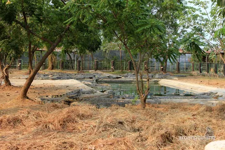 taman buaya tanjung pasir tangerang