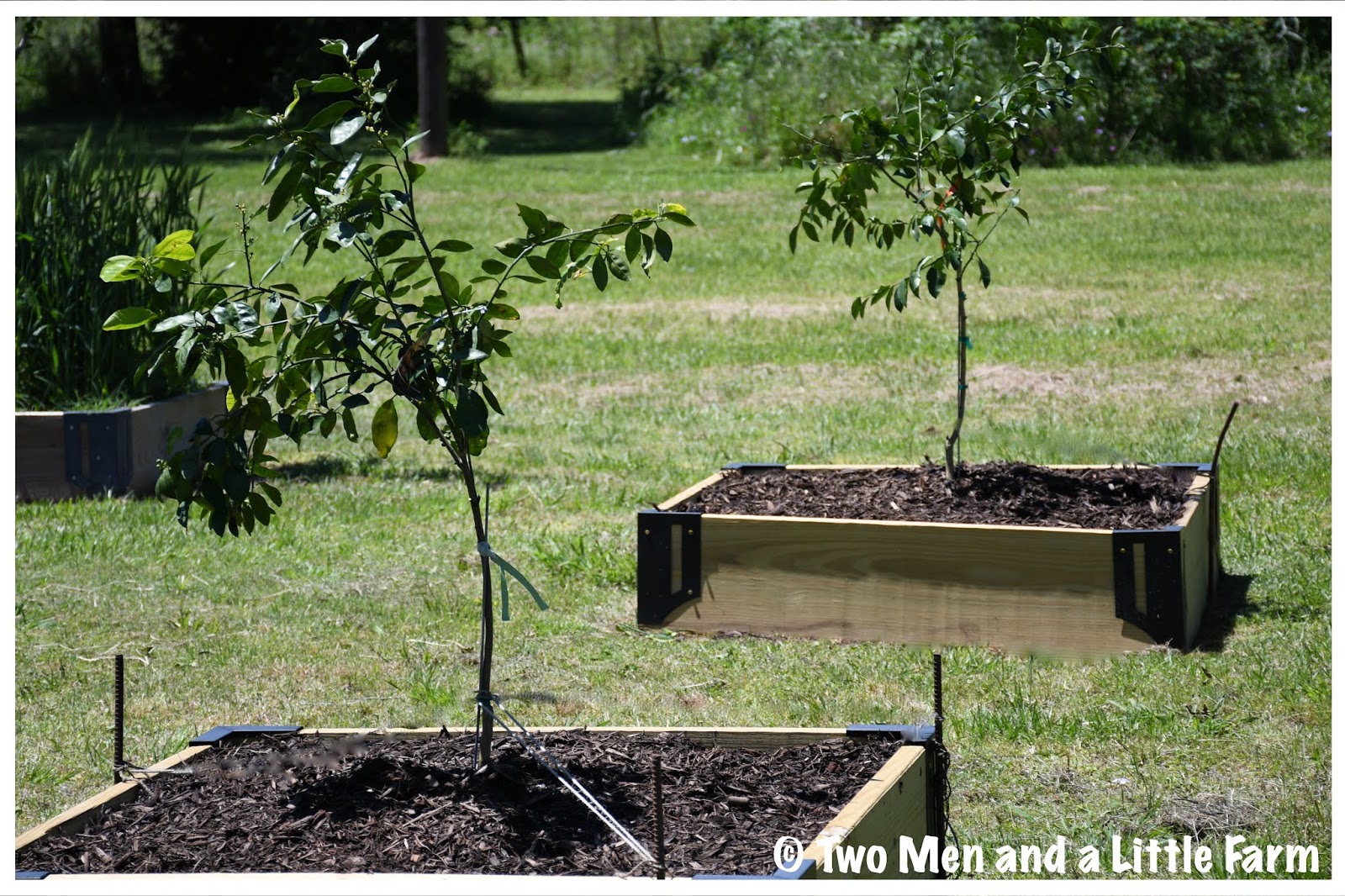 Two Men and a Little Farm FRUIT TREES UPDATE