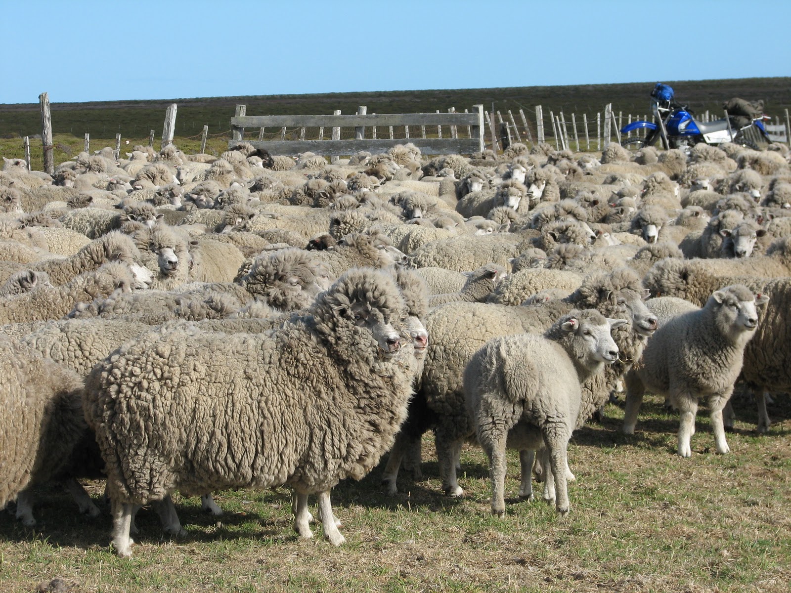 Island farming in the Falkland Islands February 2011