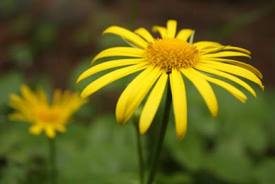 keltainen kukka