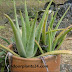 🤷PLANT🤷Aloe Barbadensis Aloe Vera Indoor Plant Benefits Care Propagation Guide