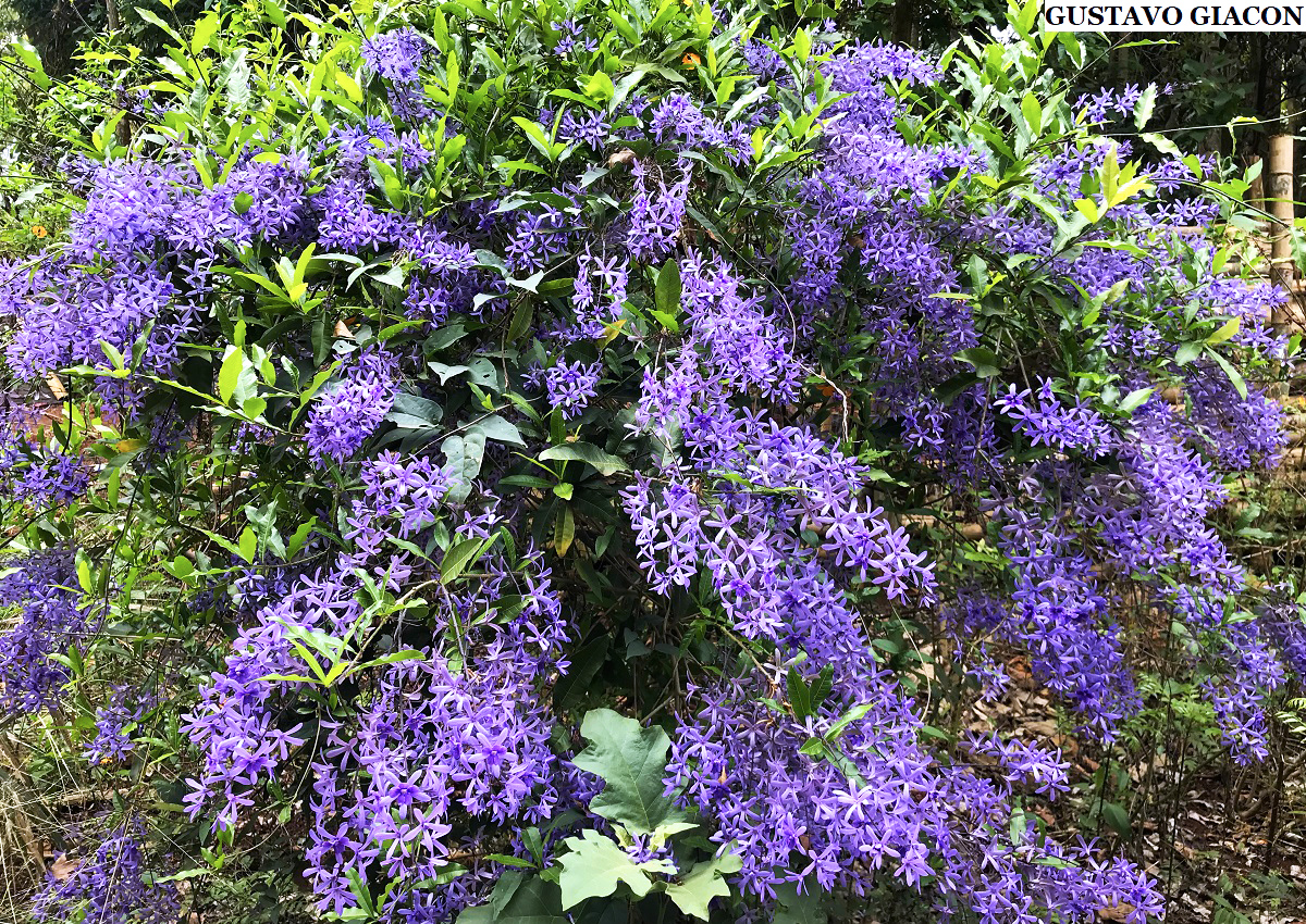 Viveiro Ciprest - Plantas Nativas e Exóticas: Petreia ou Flor de São Miguel  Azul ( Petrea (subserrata) volubilis )