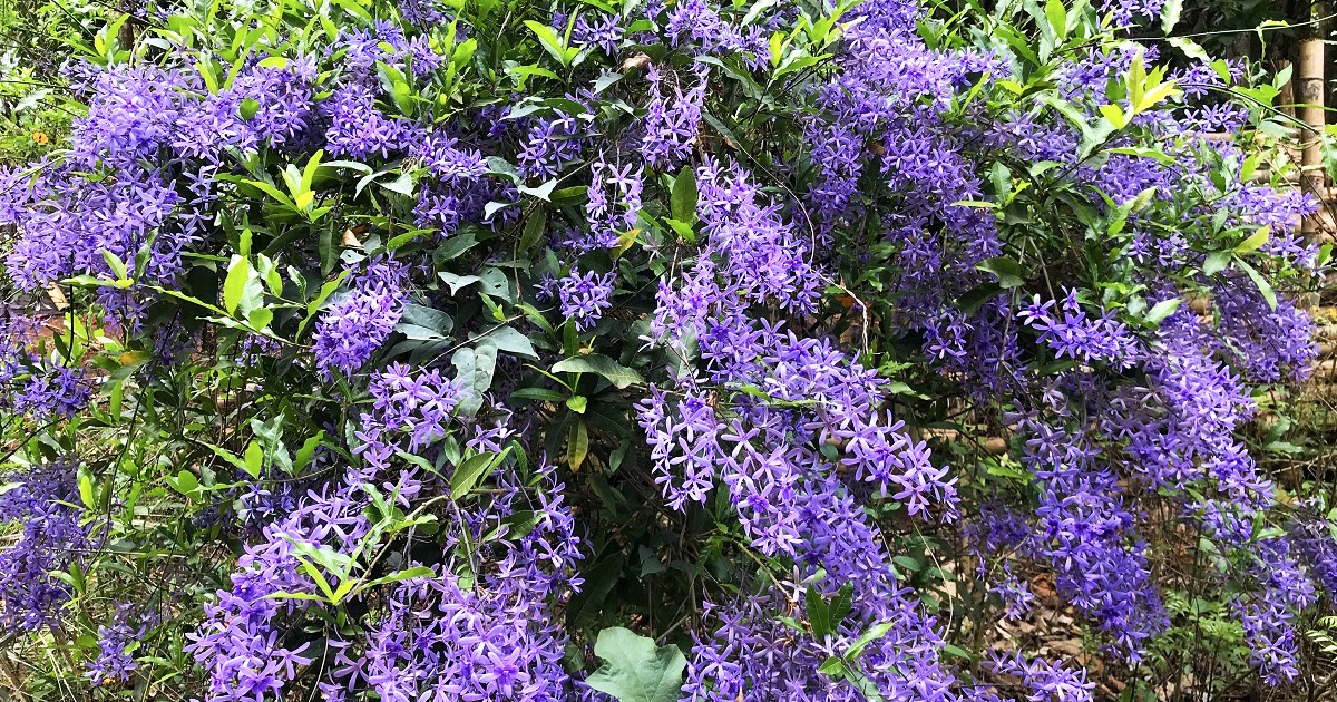 Viveiro Ciprest - Plantas Nativas e Exóticas: Petreia ou Flor de São Miguel  Azul ( Petrea (subserrata) volubilis )