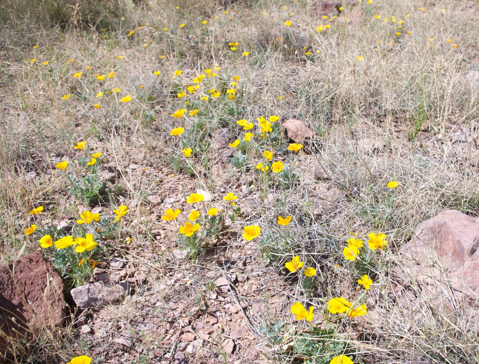 Southern New Mexico Explorer The Organ Mountains Wilderness