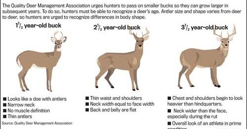 Ryan's Roost | A Northern CA Hunter's Blog: Know the Age of the Deer ...