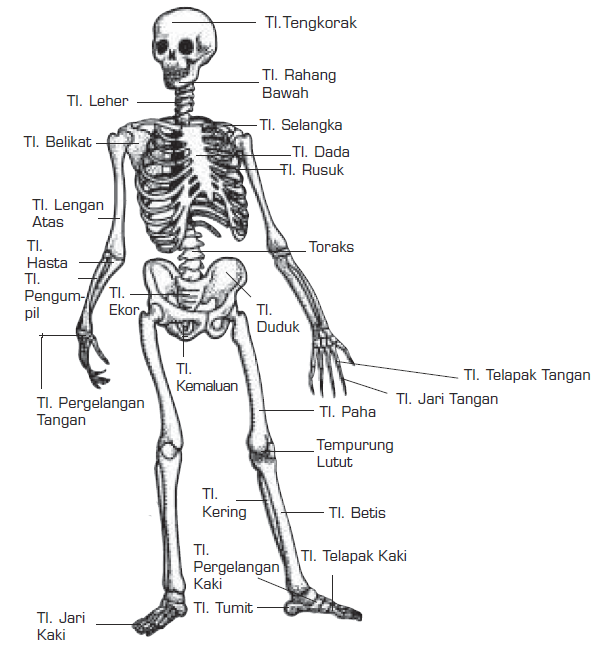 Fungsi Tulang / Rangka | Jumlah Tulang | Nama Tulang dan Gambarnya Pada