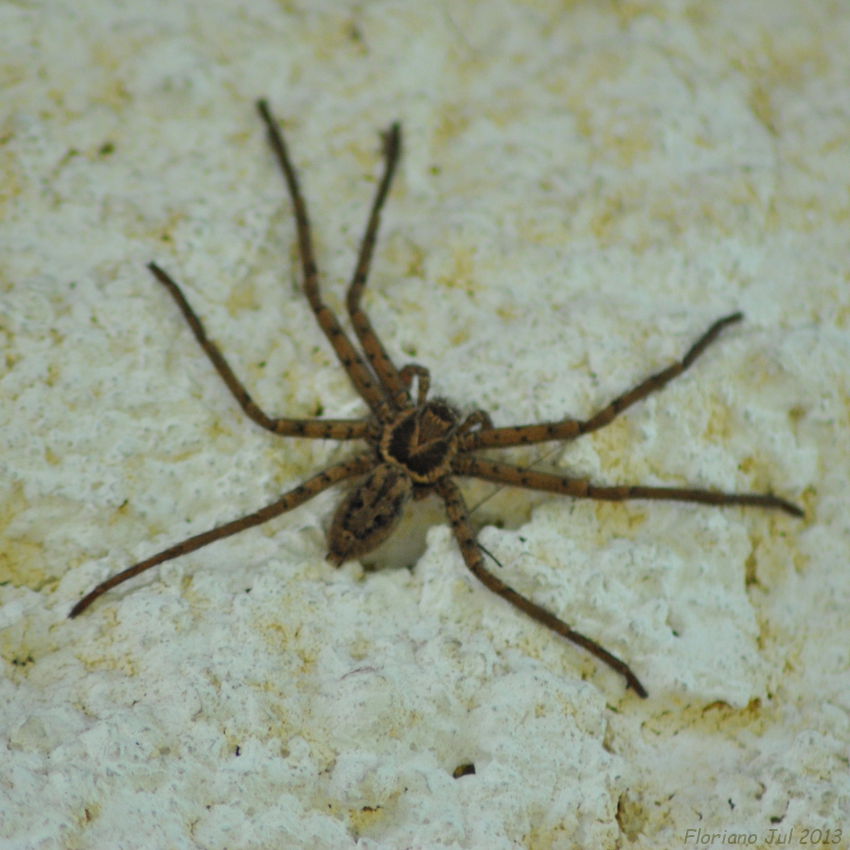 Insetologia Identificação de insetos Aranha Caranguejo Gigante em Sergipe