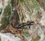 .fra colline e piogge . fra Alano e Giavera