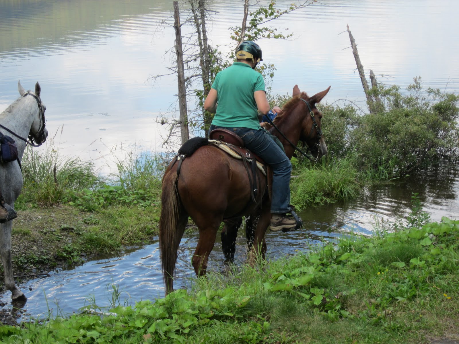 Lily, The Lovely Bright Molly: The Balsams and Colebrook ...
