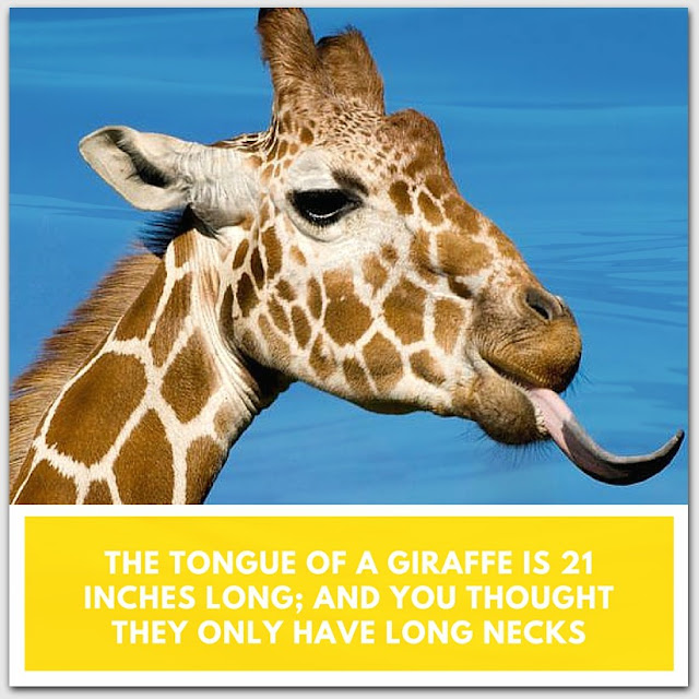 giraffe facts