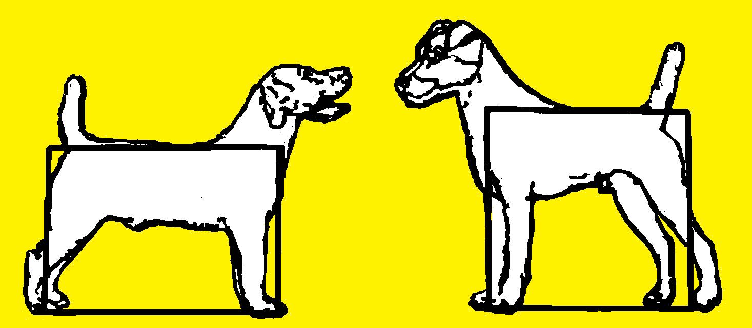 patterdale terrier o jagd terrier