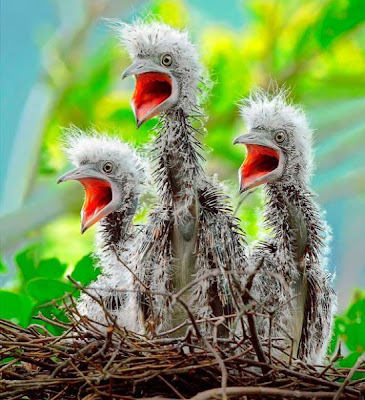 Funny Baby Birds