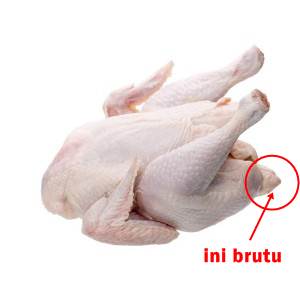 Jangan Dimakan! Inilah Bagian Tubuh Ayam yang Banyak Mengandung Racun Jangan Dimakan! Inilah Bagian Tubuh Ayam yang Banyak Mengandung Racun