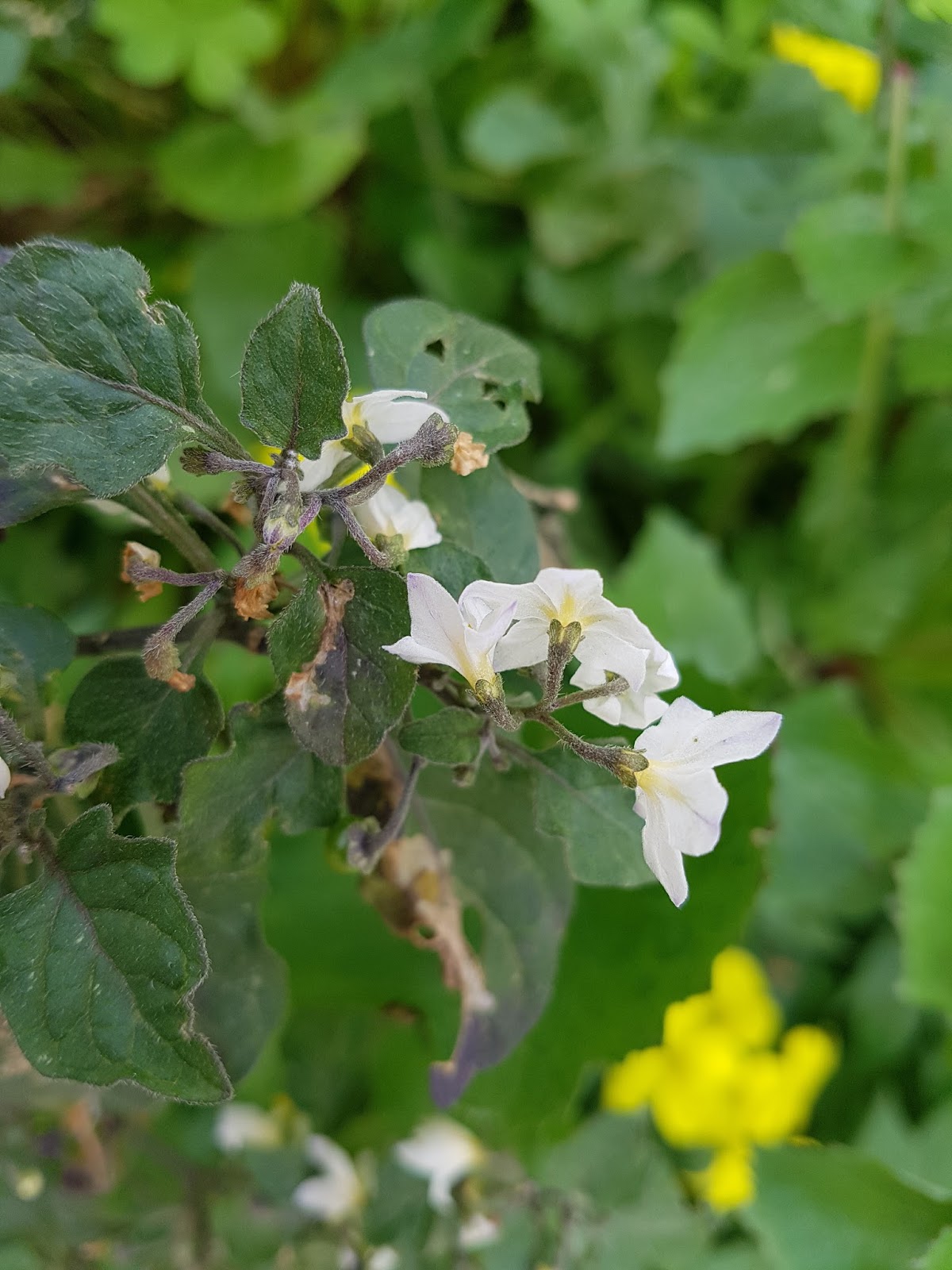 La luna de Ítaca Tomatillo del diablo, Solanum nigrum, Hierba mora