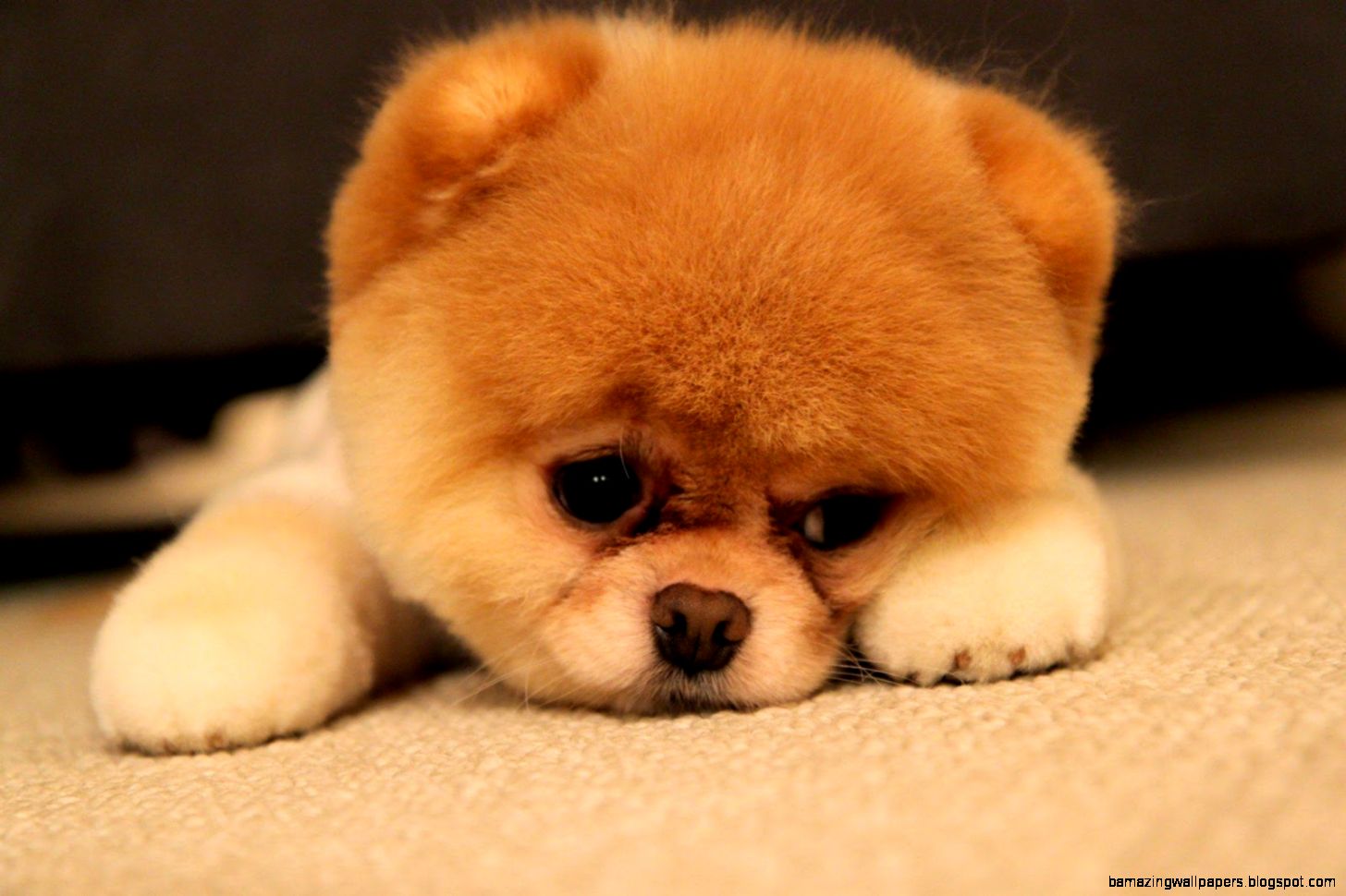 AGK HIGH SCHOOL ENGLISH Dogs   I love dogs In my opinion the