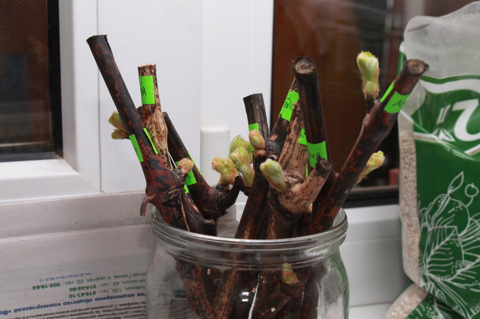 парафинирование черенков винограда. черенки винограда пророщенные. прорастить черенки винограда. укореняем черенки винограда. укоренение черенков винограда.