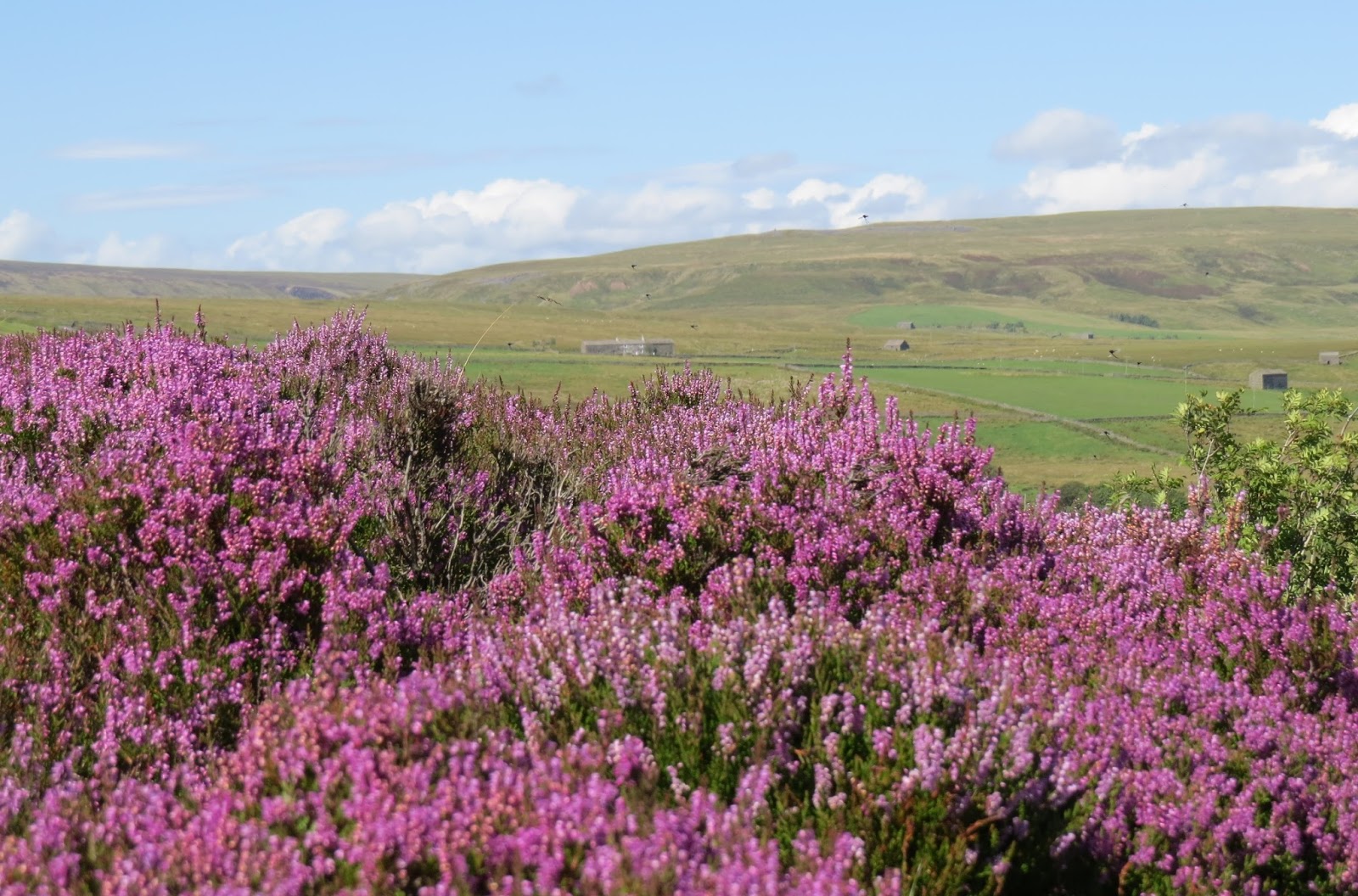Pry House Farm www.upperswaledaleholidays.co.uk Heather Hills