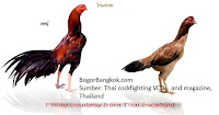 Ayam Jago Bangkok Thailand