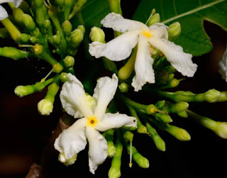 พุดฝรั่ง (มะลิฝรั่ง) ดอกพุดพื้นเมืองของไทยแต่ชื่อฝรั่ง ดอกสีขาว ดอกหอมอ่อนๆ