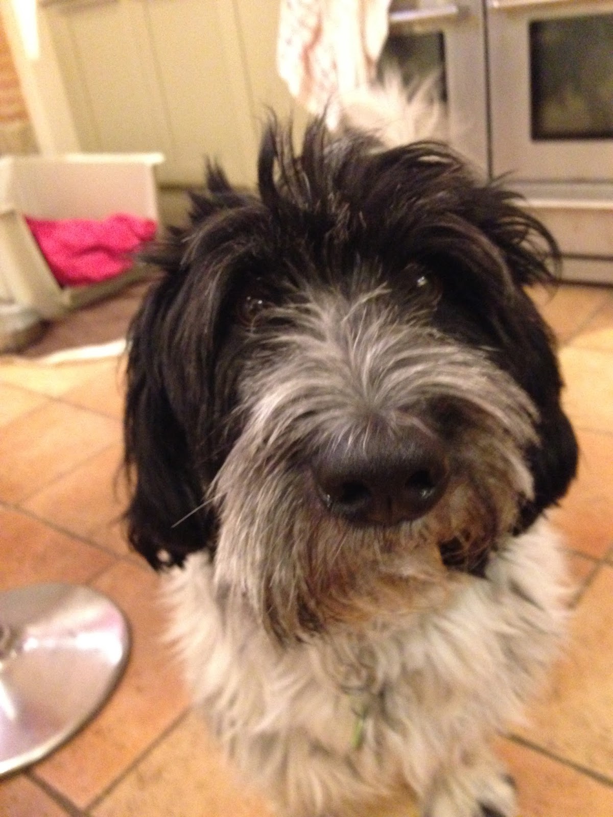 Sophie S French Adventure What Are You Going To Do About It