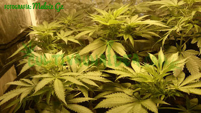 plantas marihuana armario cultivo plantas marihuana armario cultivo