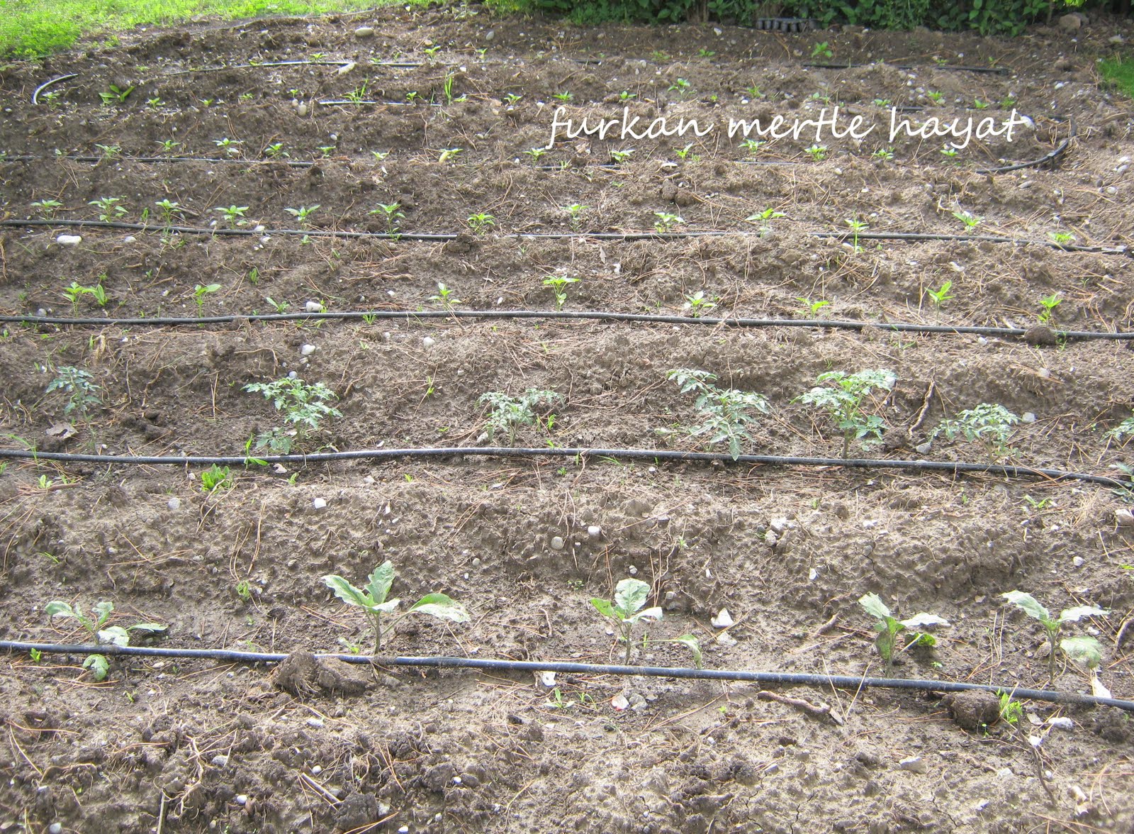 kahve tadında hayat: hafta sonu keyfi