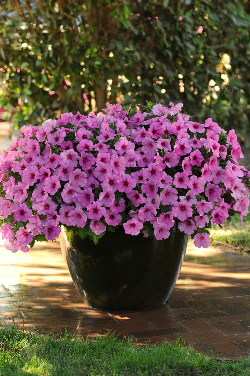 planting pride with america in bloom: best petunias for